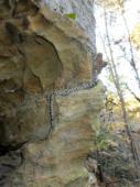 The Black Rat Snake: good climber and non venomous / Red River Gorge (The Crossroads)